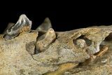 Fossil Juvenile Etruscan Wolf (Canis) Partial Mandible - Belgium #155000-9